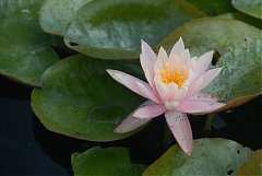 高屏舊鐵橋_4805