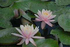 高屏舊鐵橋_4806