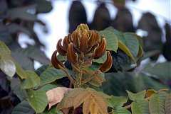 高屏舊鐵橋_4808