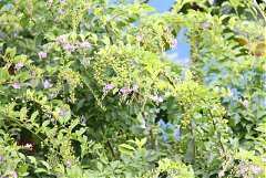 101年8月11~12日永續台東密..