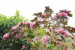 427722_342397422460761_100..