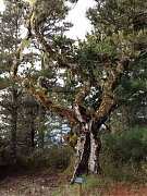 481050_413851395315810_100..