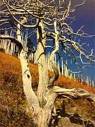 552812_416169168417366_195..