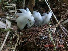 2013-03-17 水漾 185 (水晶..