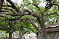 64105_578470728844852_6530..