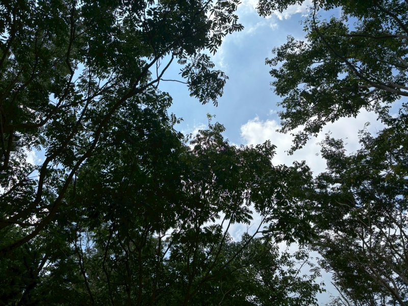 LINE_ALBUM_2025824 大崗山..