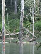 575313_10151355200989087_1..