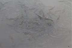 101年8月11~12日永續台東密..