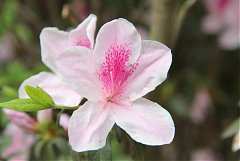 559808_578468762178382_470..